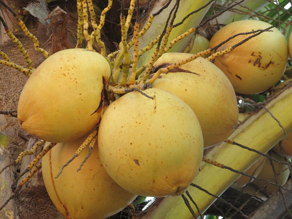 Coconut palm fruits bunch