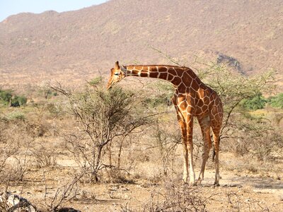 Bush wildlife savanna