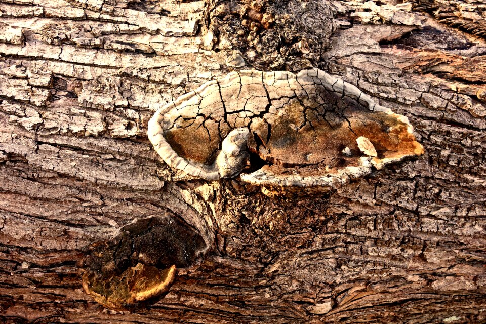 Log wood decay