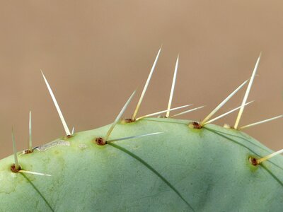 Nature plant wallpaper