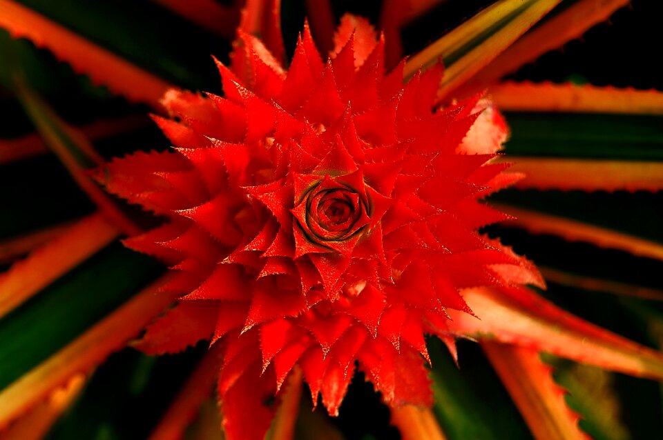 Tropical leaf