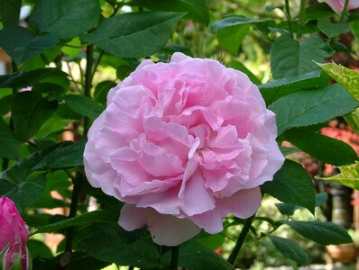 Pink flower rosebush flowering