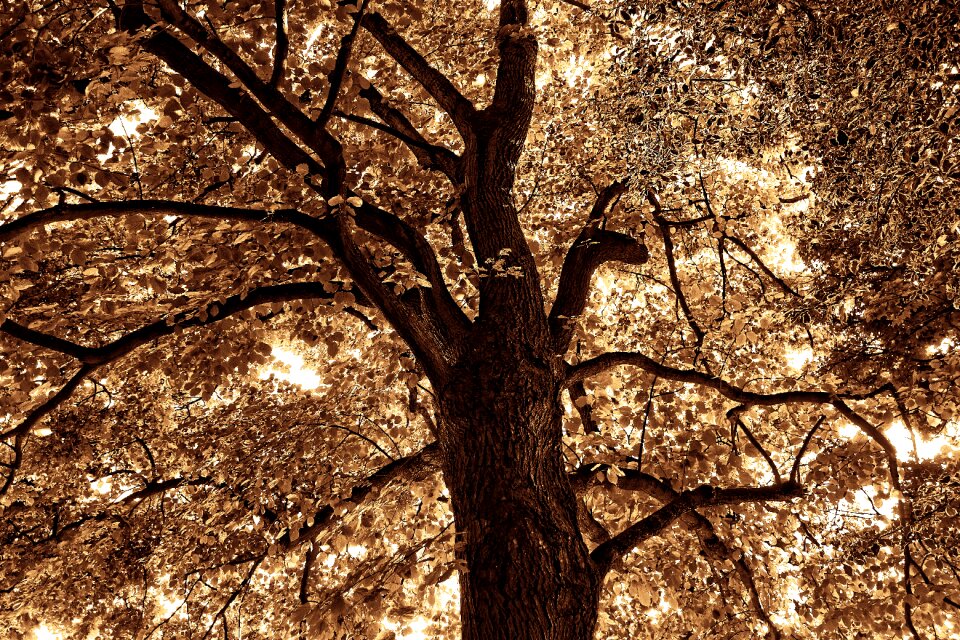 Canopy silhouette deciduous tree