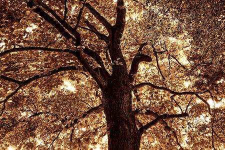 Canopy silhouette deciduous tree photo