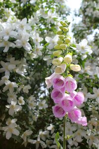 Garden season foxgloves