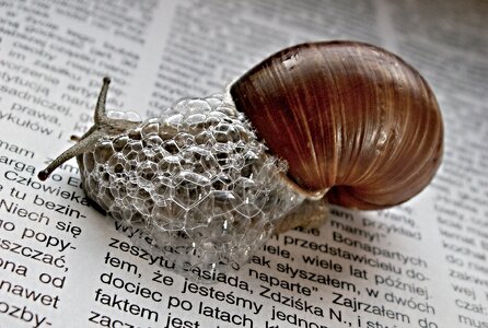 Snail newspapers magazines photo