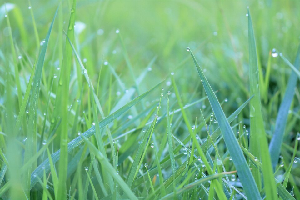 Vietnam the morning dew drops