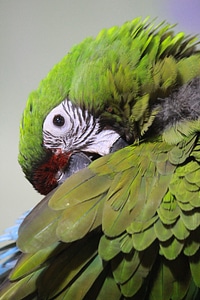 Green bird beak