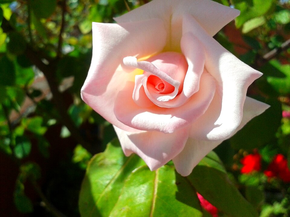 Petals plant love
