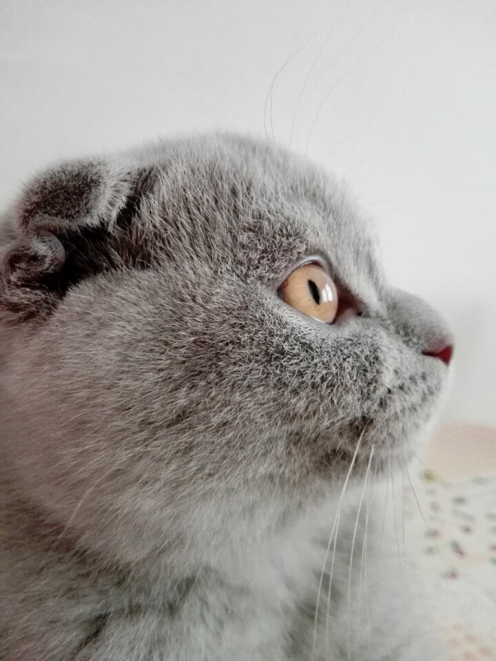 Public record animals amber eyes