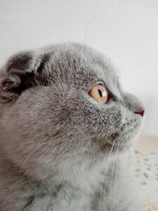 Public record animals amber eyes