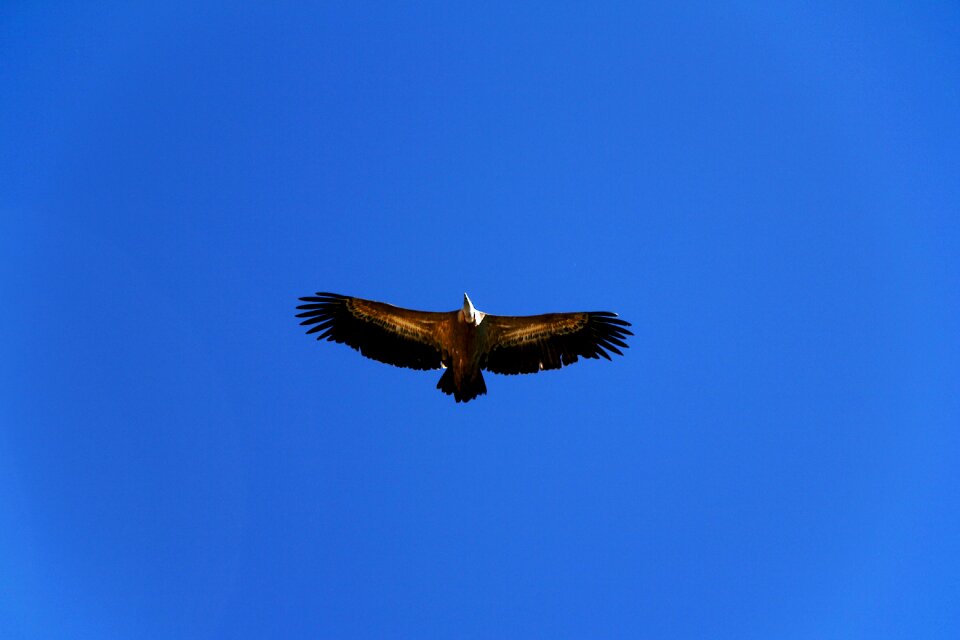 Nature eagle flight