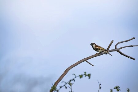 Avian white outdoor