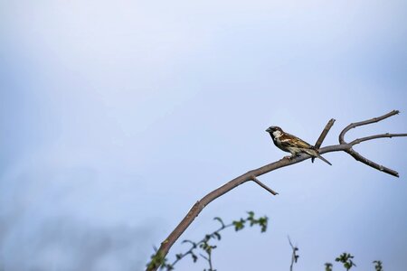 Avian white outdoor photo