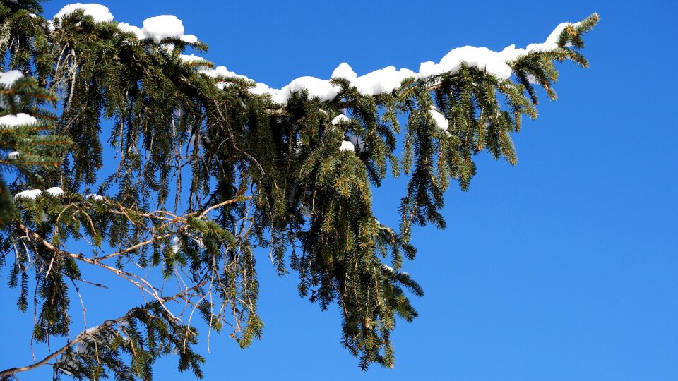 Sunny winter snow photo