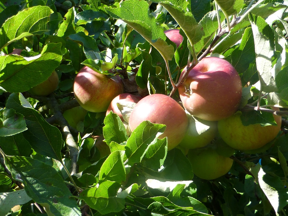 Fruit apple delicious