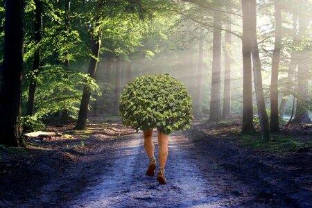Walk trees bush