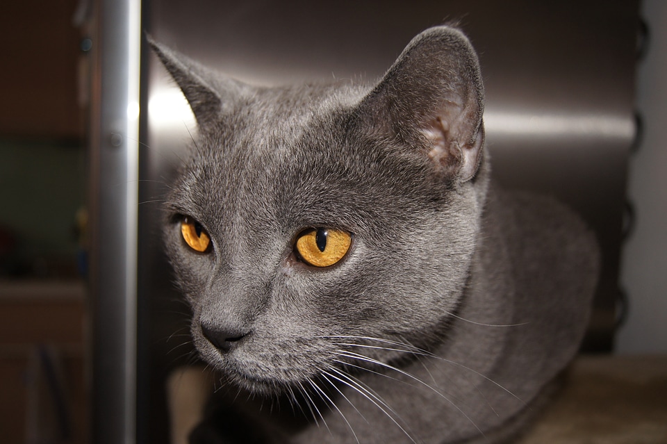Grey domestic cat cat's eyes