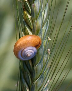 Slimy nature macro