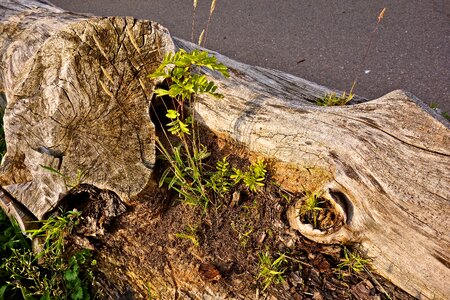 Grain weathered old log photo