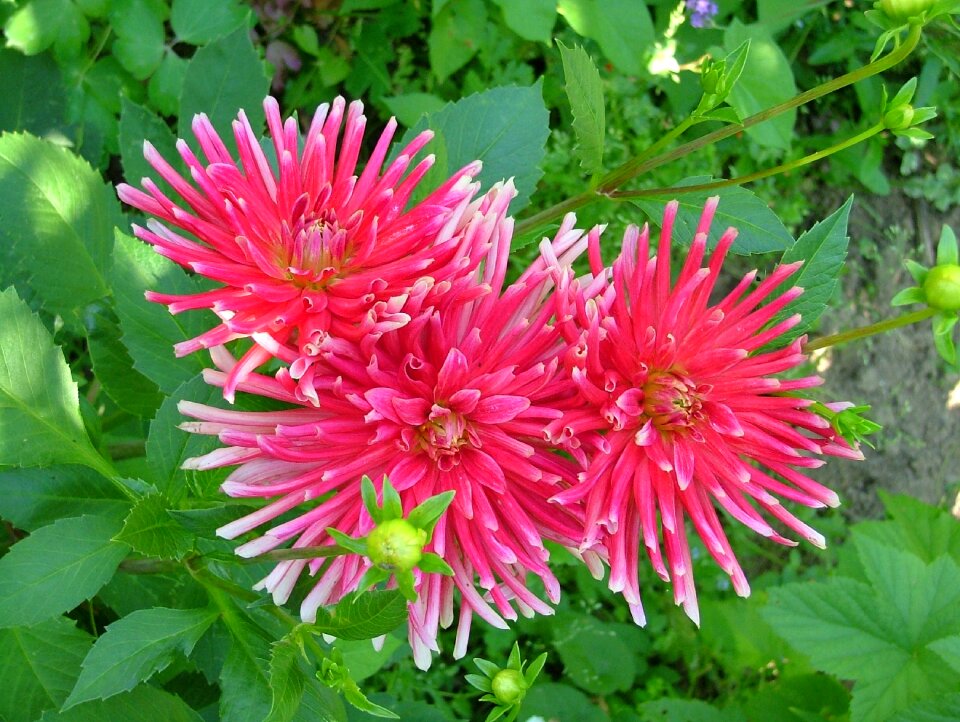 Dahlia rose flowering summer flowers