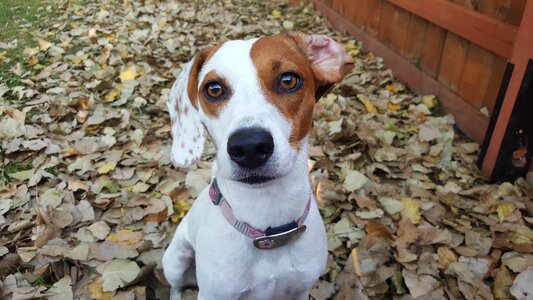 Leaves animal canine