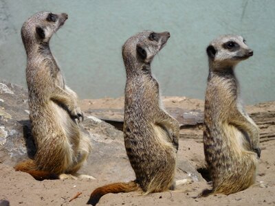 Meerkat no person cute
