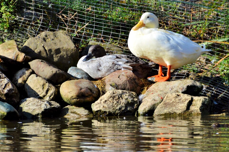Sleeping duck plumage drake