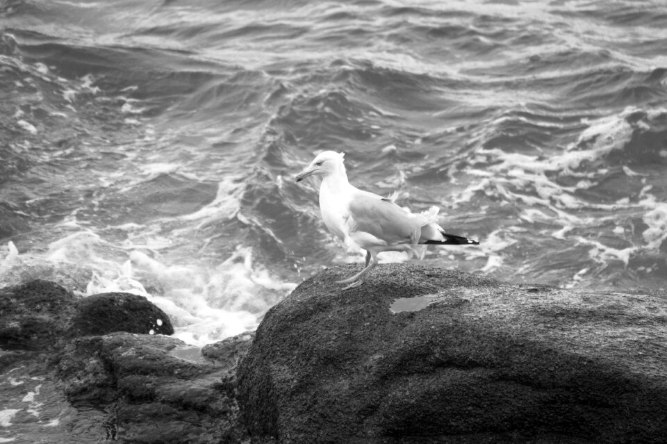 Nature roche outdoor