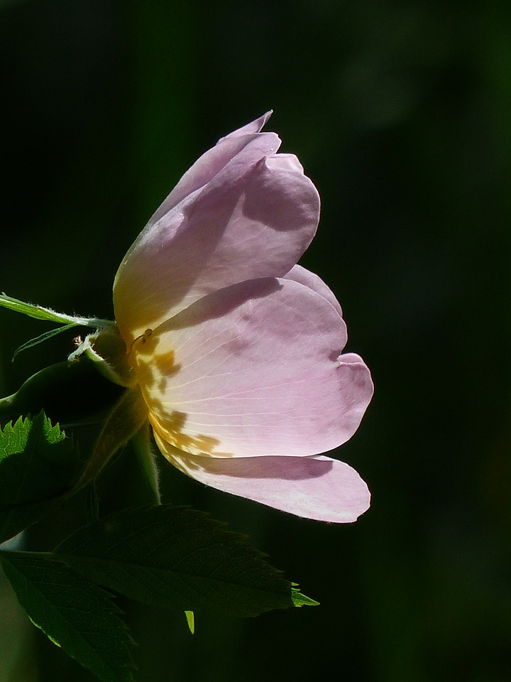 Light pink translucent hell