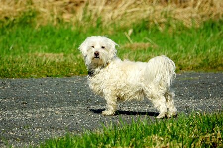 Cute dog nature