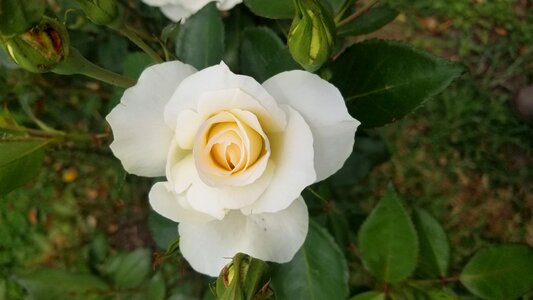 Flora petal rose
