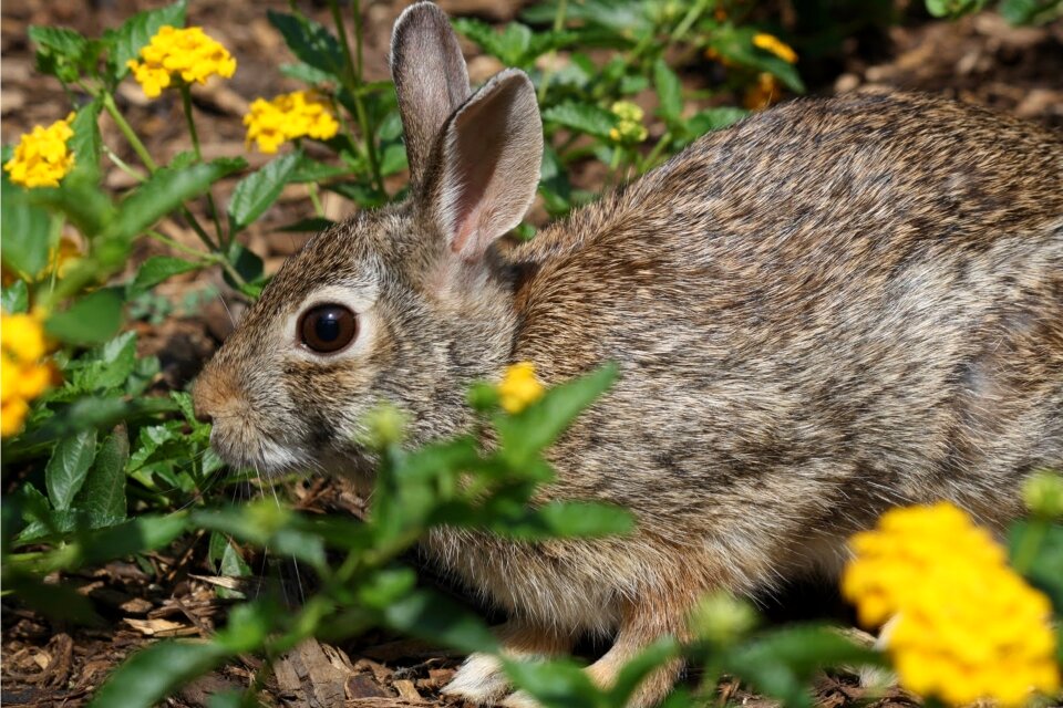 Animal mammal rabbit