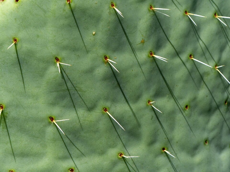Full screen nature plant