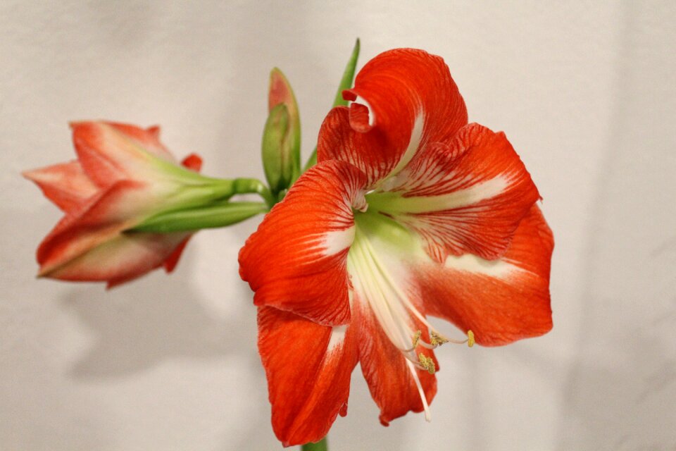 Plant petal close up