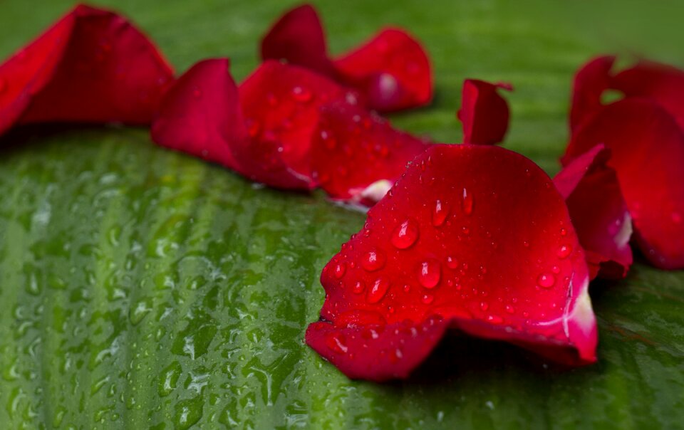 Crimson droplets background