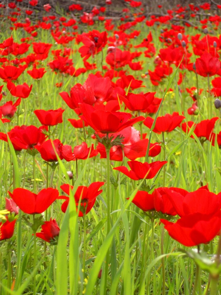 Flora tulip poppy