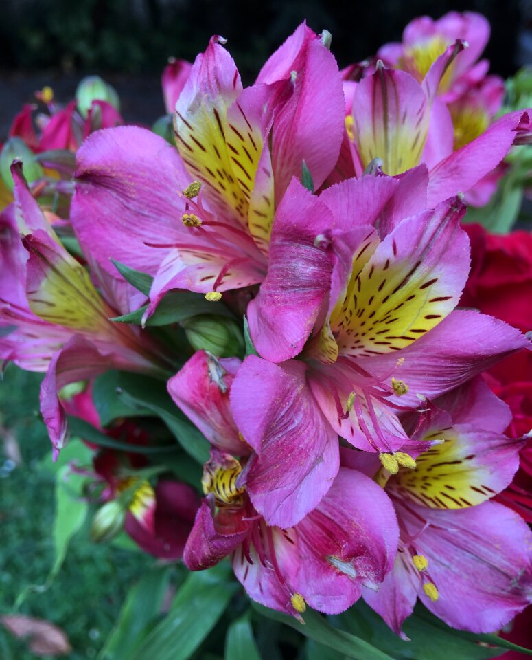 Pink pink flower nature