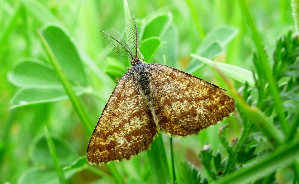 Summer leaf animals