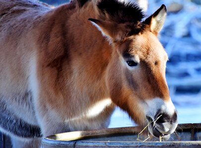 Horse livestock animal photo