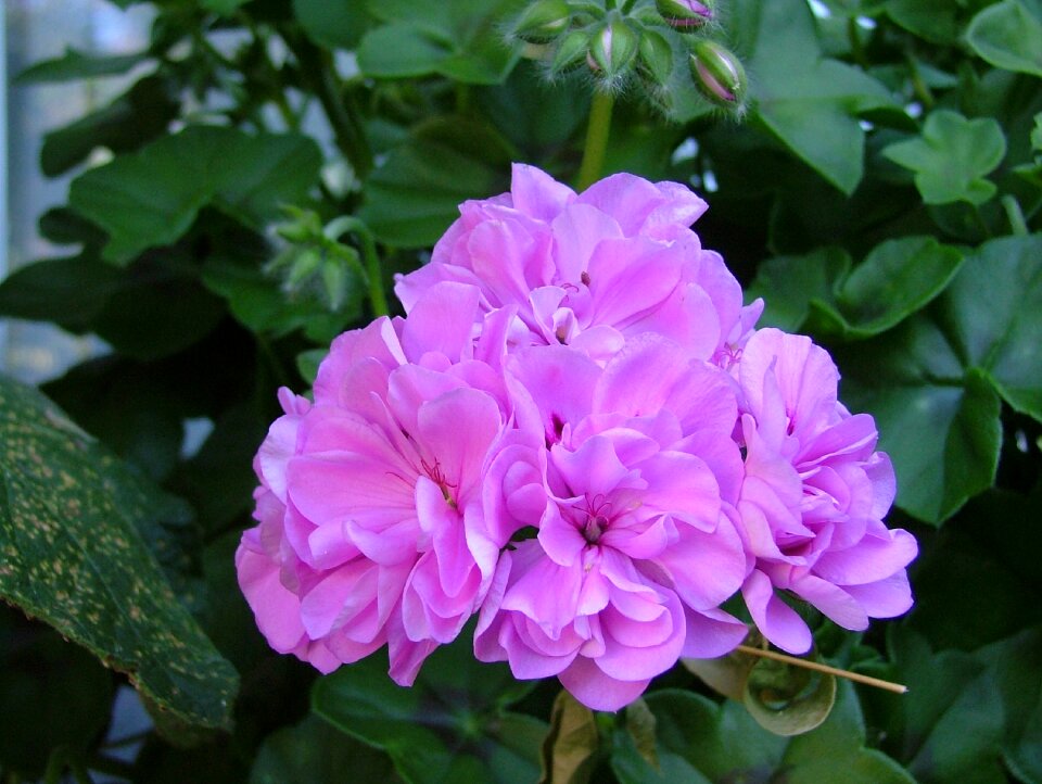 Flowering pelargonium flower