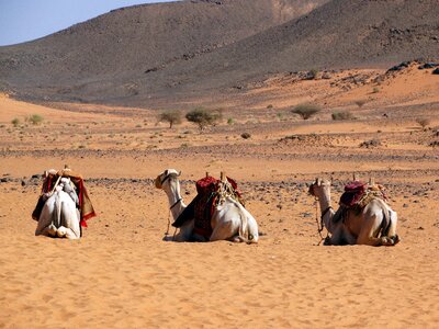 Bedouin adventure dromedary photo