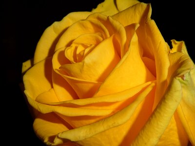 Bloom yellow romance