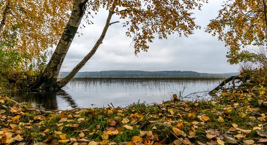 Trees leaves forest