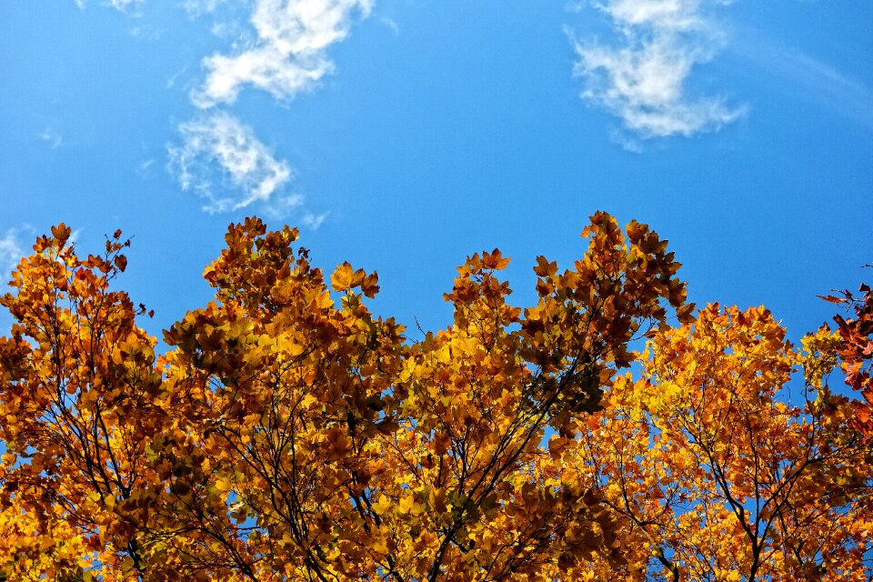 Fall foliage autumn leaves autumn