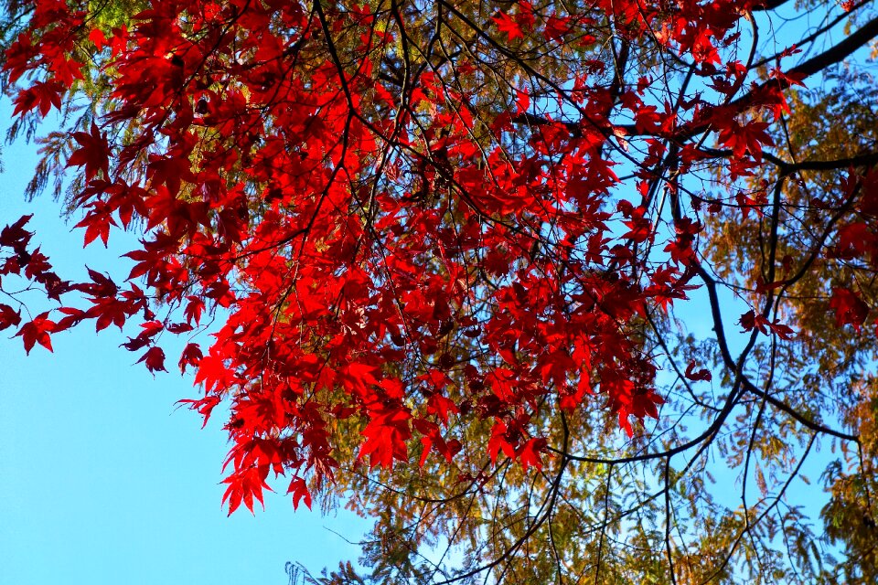 Autumn leaves red leaves fall
