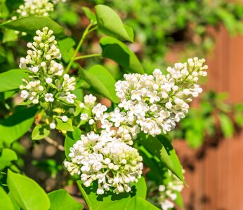 Petals white flowers plant photo