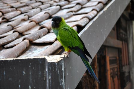 Parrot green zoo photo