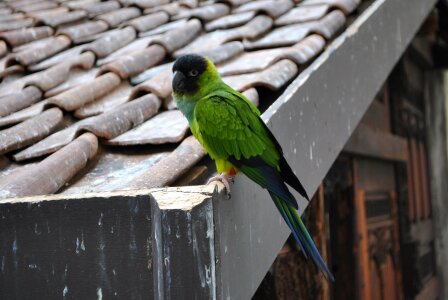 Parrot green zoo