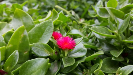Approach flower healthy